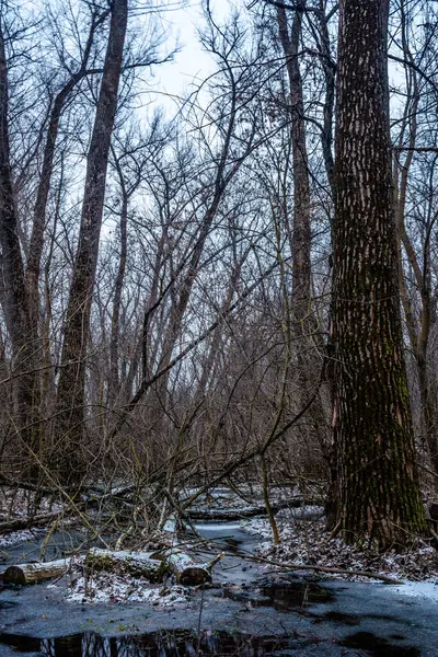 Pionowe Ujęcie Drzew Lesie Śniegiem — Zdjęcie stockowe