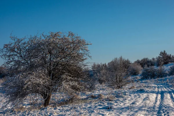 Zimní Krajina Lese Sněhem Pokryté Stromy — Stock fotografie