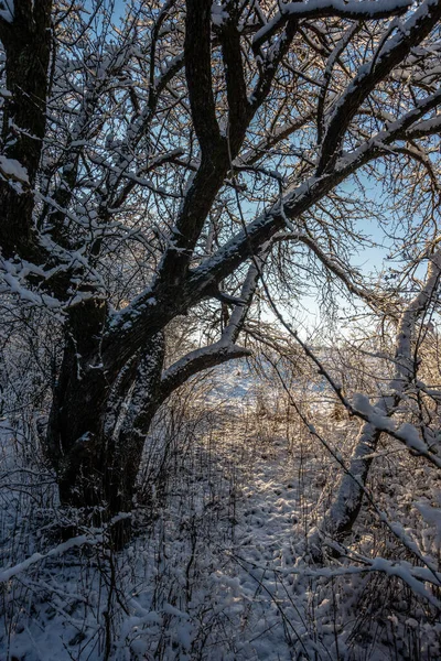 의나무를 — 스톡 사진