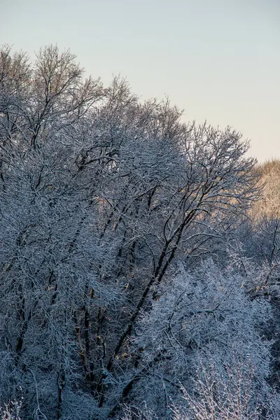 Schnee Winterwald — Stockfoto