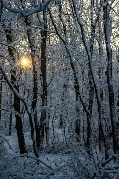 Zima Parku — Zdjęcie stockowe