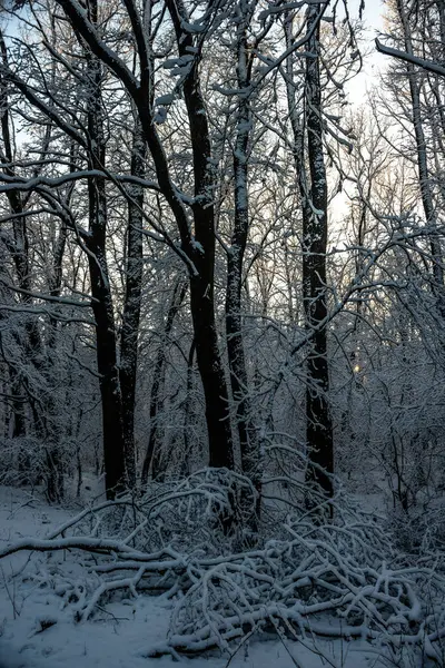 눈덮인 나무들 — 스톡 사진