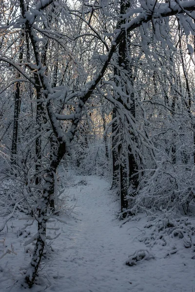Зимовий Ліс Красивий Сонячний День — стокове фото