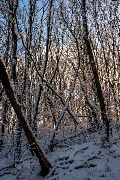 冬の日に覆われた雪の垂直ショット — ストック写真