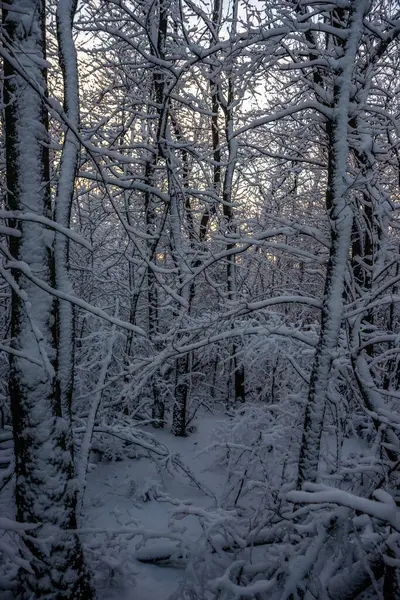 Paisagem Inverno Neve Árvores Cobertas Arbustos — Fotografia de Stock