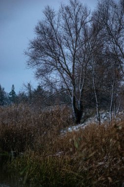 Ormandaki güzel bir ağaç görüntüsü.
