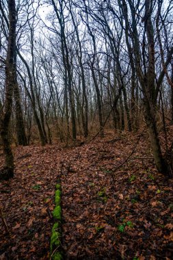 Sabah güzel bir orman