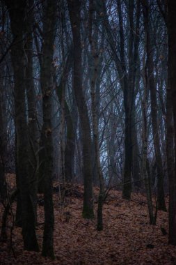 Sonbaharda karanlık orman