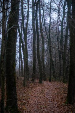 güzel sonbahar orman renkli yeşillik ile