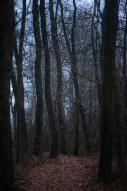 Karanlık, gizemli sonbahar ormanı, gizemli ağaçlar, karanlık gizemli manzaralar, karanlık ormandaki karanlık ormanlar, gizemli, gizemli ormanlar, karanlık mistik atmosfer.