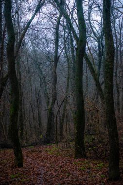 Ormanın güzel manzarası