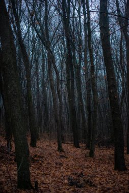 Karanlık sonbahar ormanı, gece