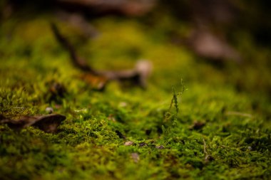 Ormanda yeşil yosun, yakın.