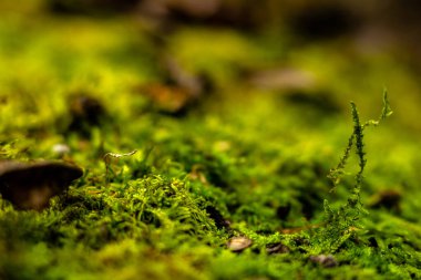 Sonbahar ormanındaki ağaçta yosun ve yosun var. Ağaç kabuğundaki yosunların makro fotoğrafını kapat..