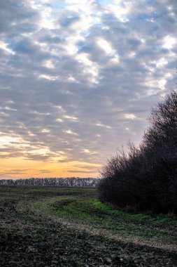 Ağacı ve bulutlu gökyüzü olan güzel bir manzara.