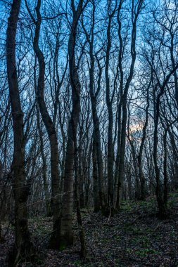 Ormanda uzun ağaçlar