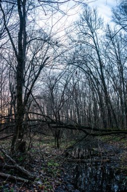 Ağaçlı ve dallı güzel sonbahar manzarası