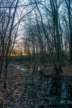 Ormanda yansıması olan güzel bir ağaç görüntüsü.