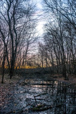 Ağaçlar ve ormanlarla dolu sonbahar manzarası