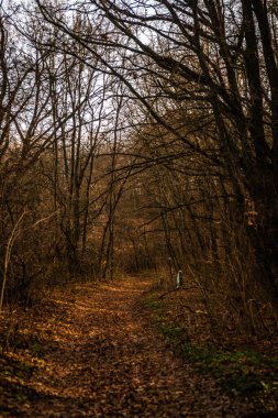 Ağaçlar ve yapraklarla dolu sonbahar ormanı