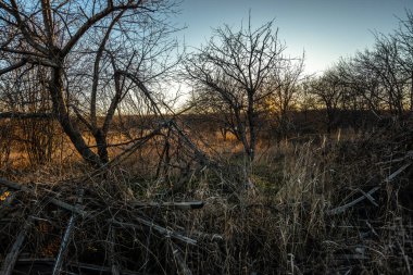 Akşamları ormanın önündeki ağaçta kuru otların yakın plan çekimi.