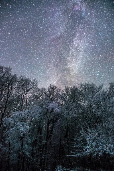 Yıldızlar ve ağaçlarla dolu güzel bir gece göğü