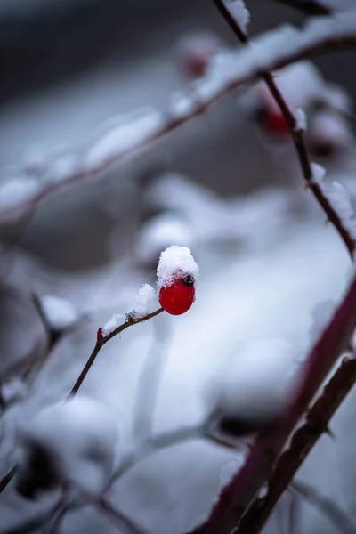 Красная Смородина Снегу — стоковое фото