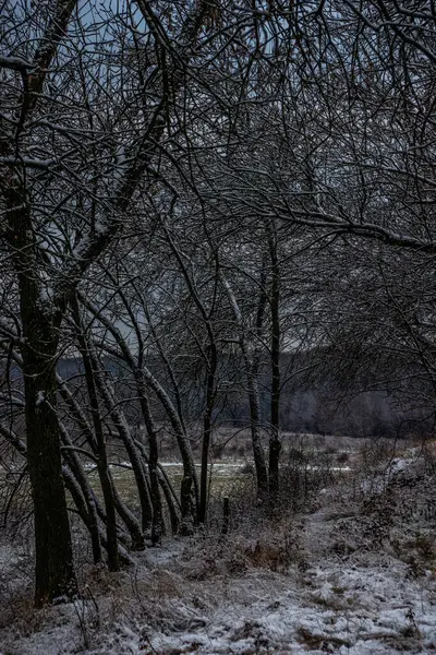 Los Árboles Congelados Invierno — Foto de Stock
