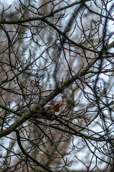 Ormandaki ağaç dalları