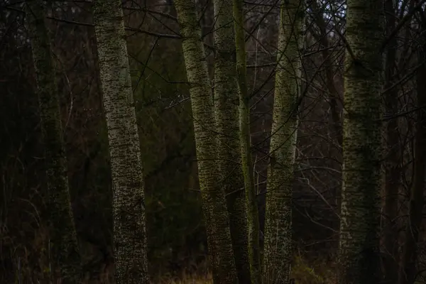 春天里长满苔藓和树干的森林 — 图库照片