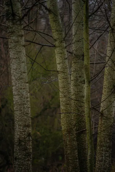 Березові Дерева Взимку — стокове фото