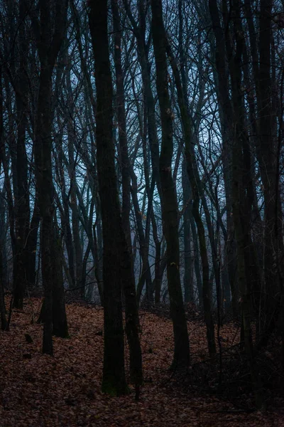 Таинственный Темный Лес Осенью — стоковое фото