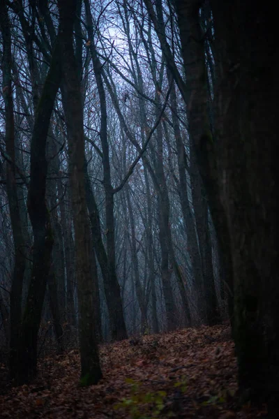 Ciemny Tajemniczy Las Mgłą — Zdjęcie stockowe