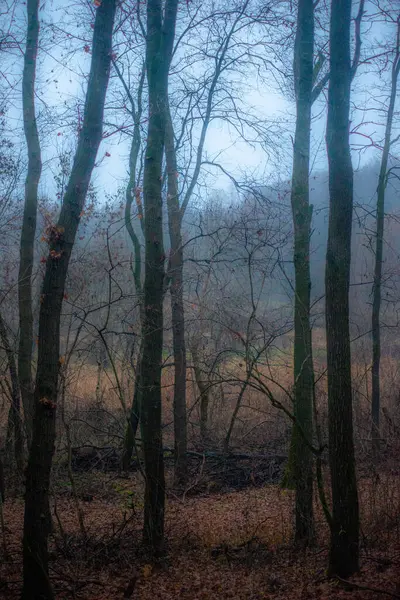 Bosque Oscuro Atardecer Colores Otoño —  Fotos de Stock
