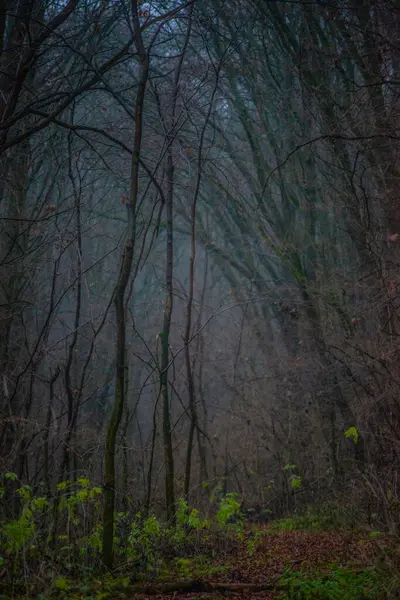 Gizemli Karanlık Orman Gizemli Gizemli Bir Manzara Gizemli Mistik Orman — Stok fotoğraf
