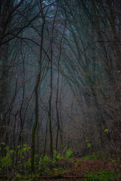 Mysterious dark forest. mystical mysterious landscape. mysterious mystical forest. mysterious trees.