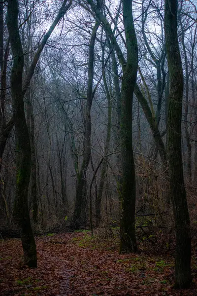 Ormanın güzel manzarası
