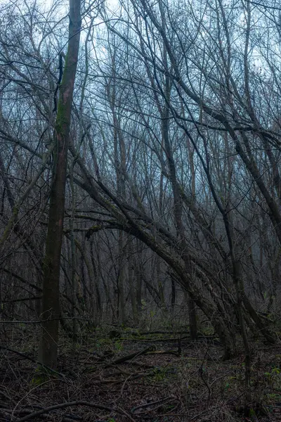 Bosque Oscuro Con Troncos Árboles Otoño —  Fotos de Stock