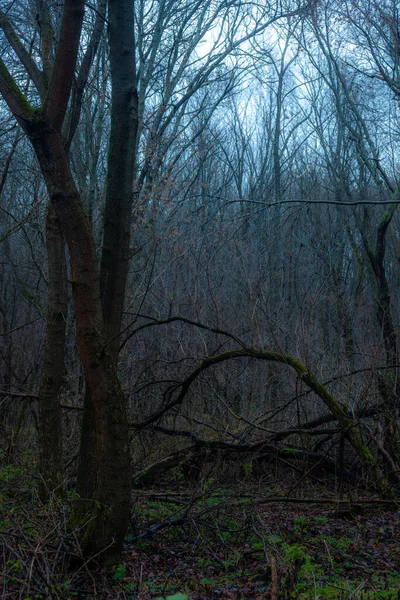Gammalt Trästaket Skogen — Stockfoto