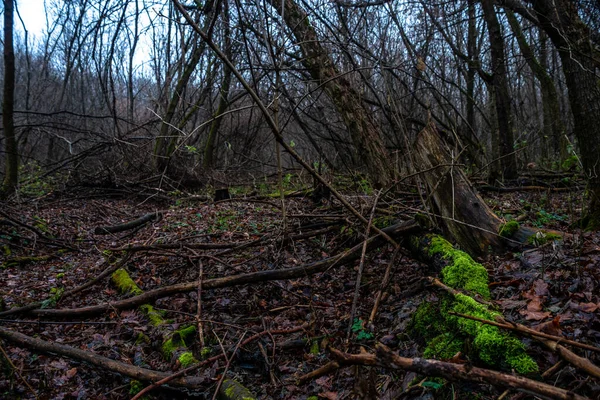 Karanlık Bir Ormanda Terk Edilmiş Ahşap Zemin — Stok fotoğraf