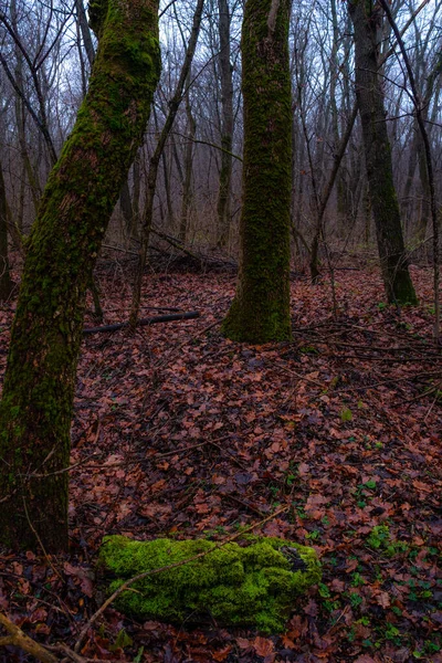 秋の美しい森 — ストック写真