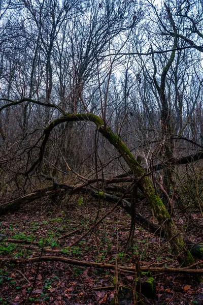 Дерево Лесу — стоковое фото