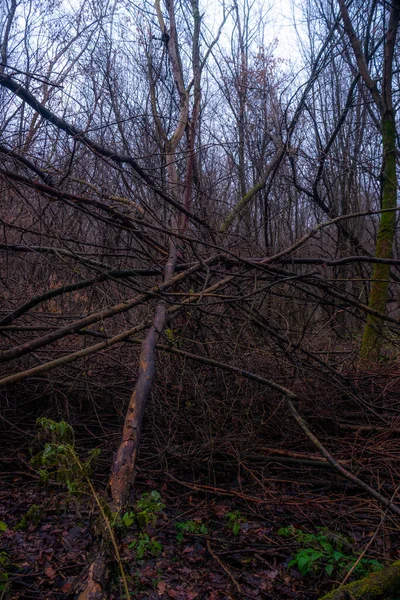 Вертикальный Снимок Дерева Покрытого Лесом — стоковое фото