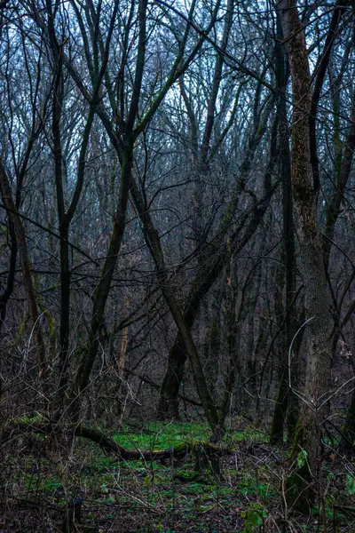 Krásný Les Tajemnými Stromy — Stock fotografie