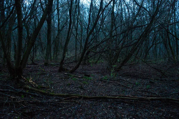 Karanlık Bir Gecede Karanlık Bir Orman — Stok fotoğraf