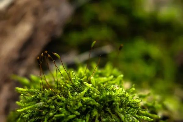 Moss Tree — Stock Photo, Image