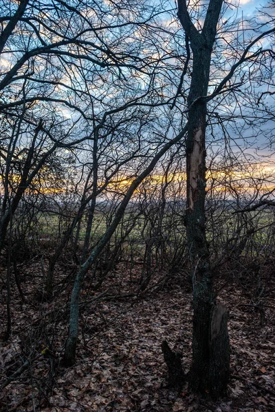 Krásný Západ Slunce Nad Lesem — Stock fotografie