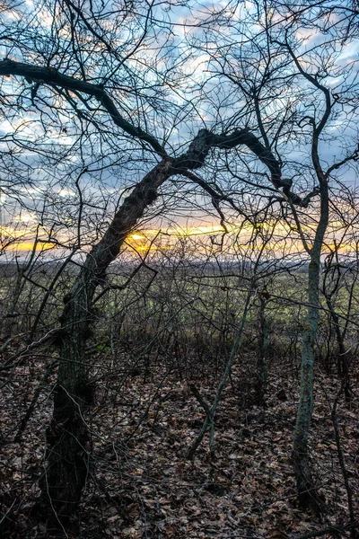 森の中の美しい夕日 — ストック写真