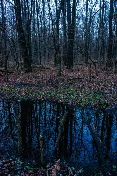 森林里的水坑 — 图库照片