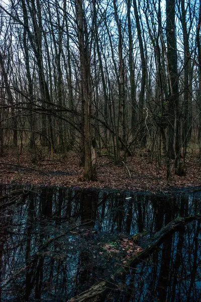Floresta Escura Com Reflexão Árvores — Fotografia de Stock